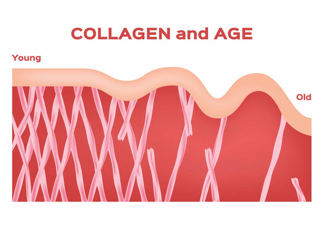 What Happens to Collagen as You Age?